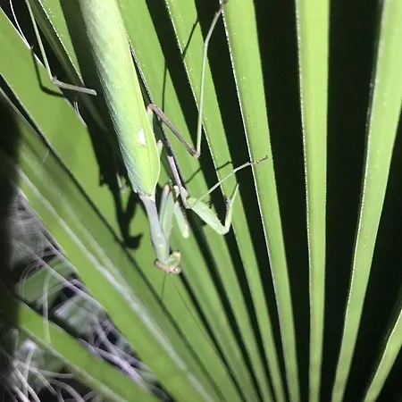 Lejlighed Caesar Beach *