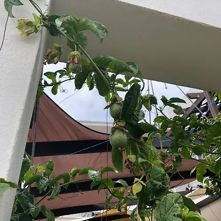 Caesar Beach Apartament Boghaz